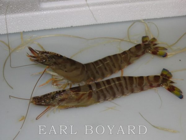 Crevettes