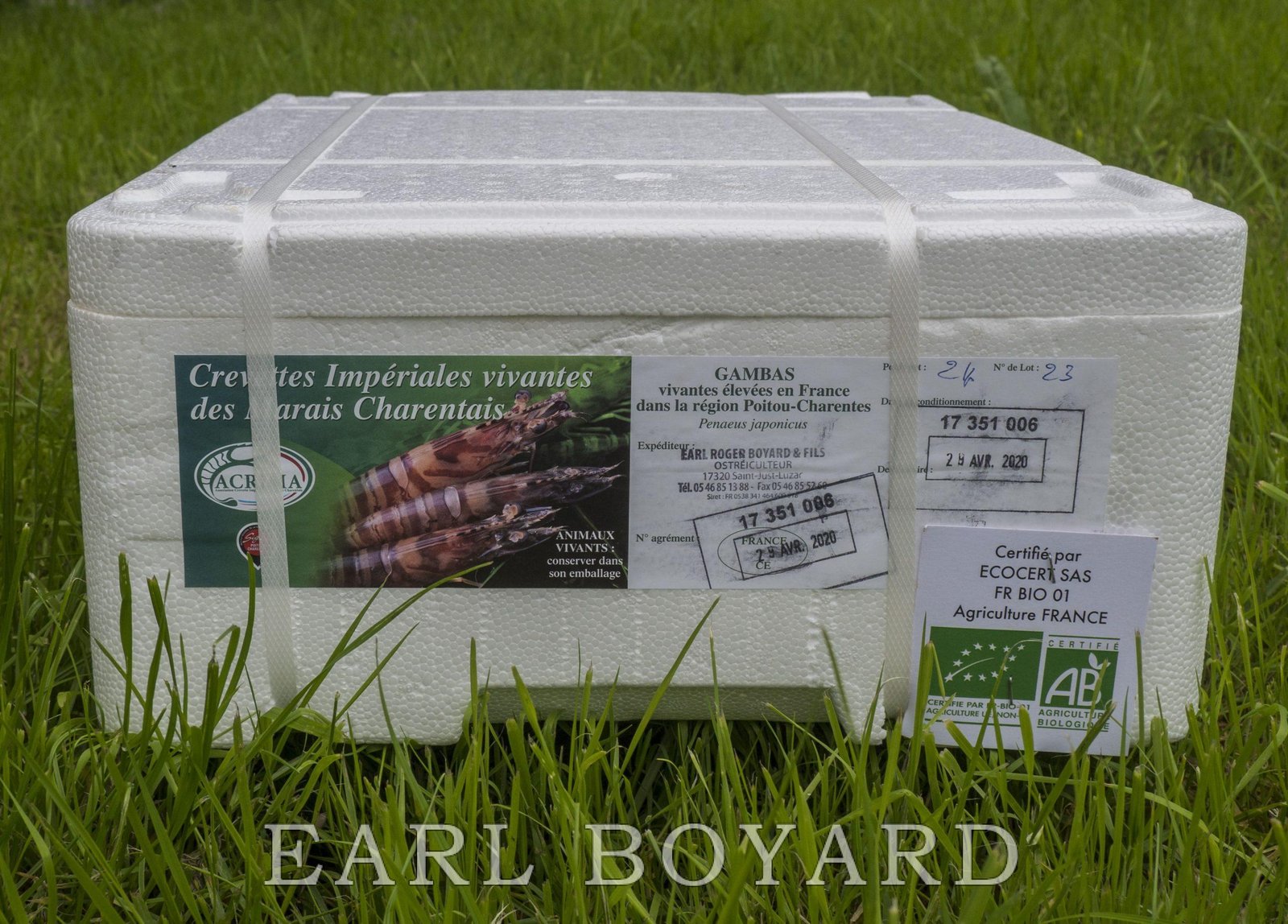 Crevettes Impériales des marais charentais – Image 3