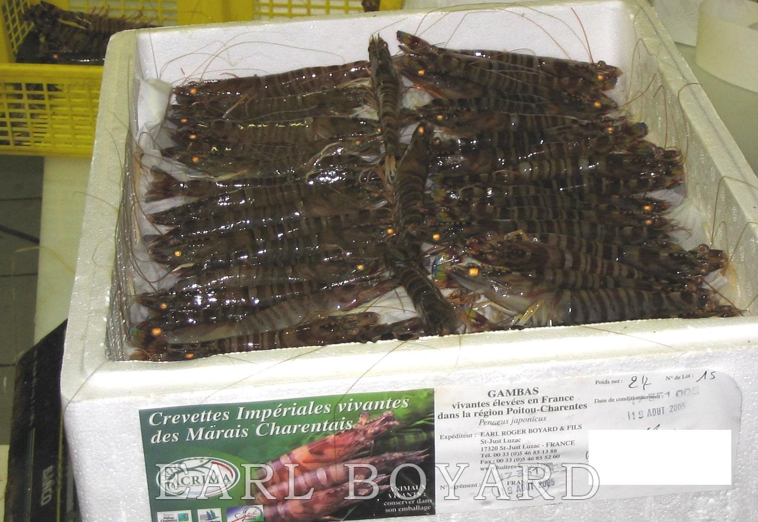 Crevettes Impériales des marais charentais – Image 4