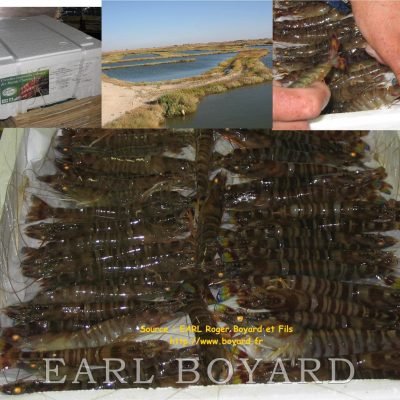 Crevettes emballées marais