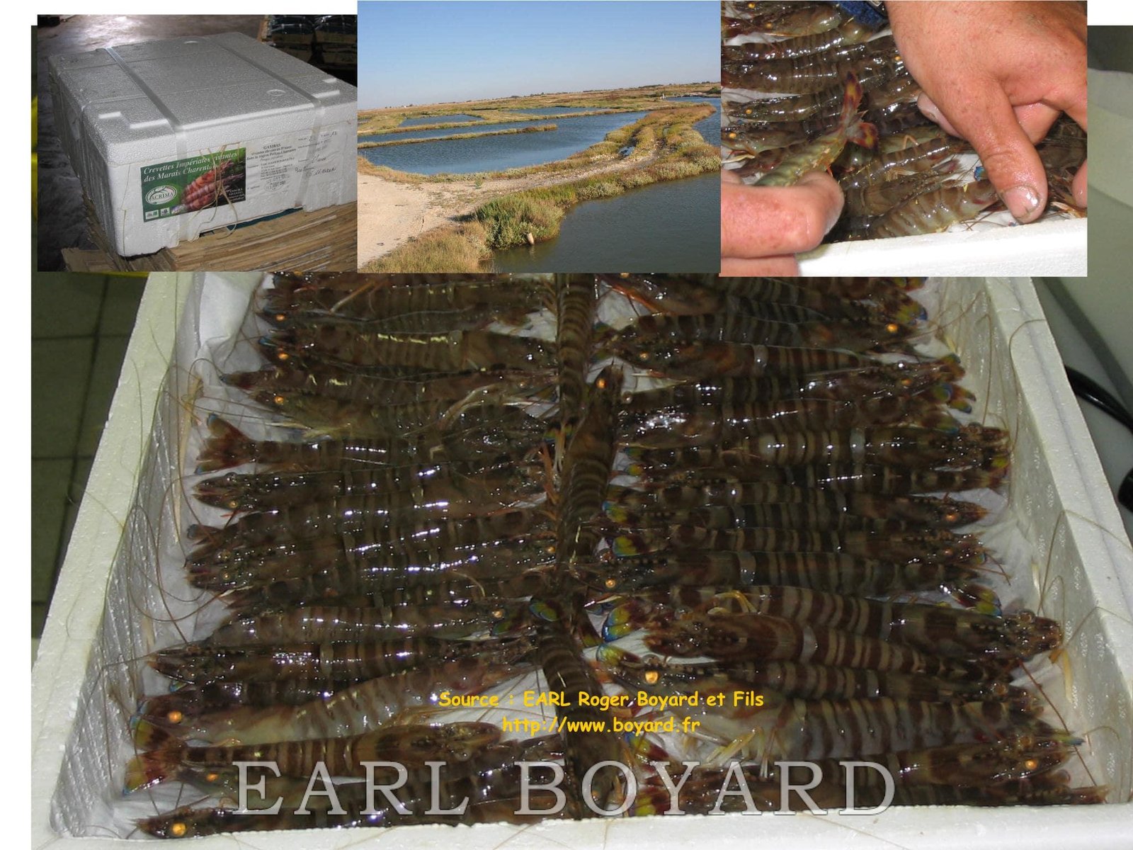 Crevettes emballées marais