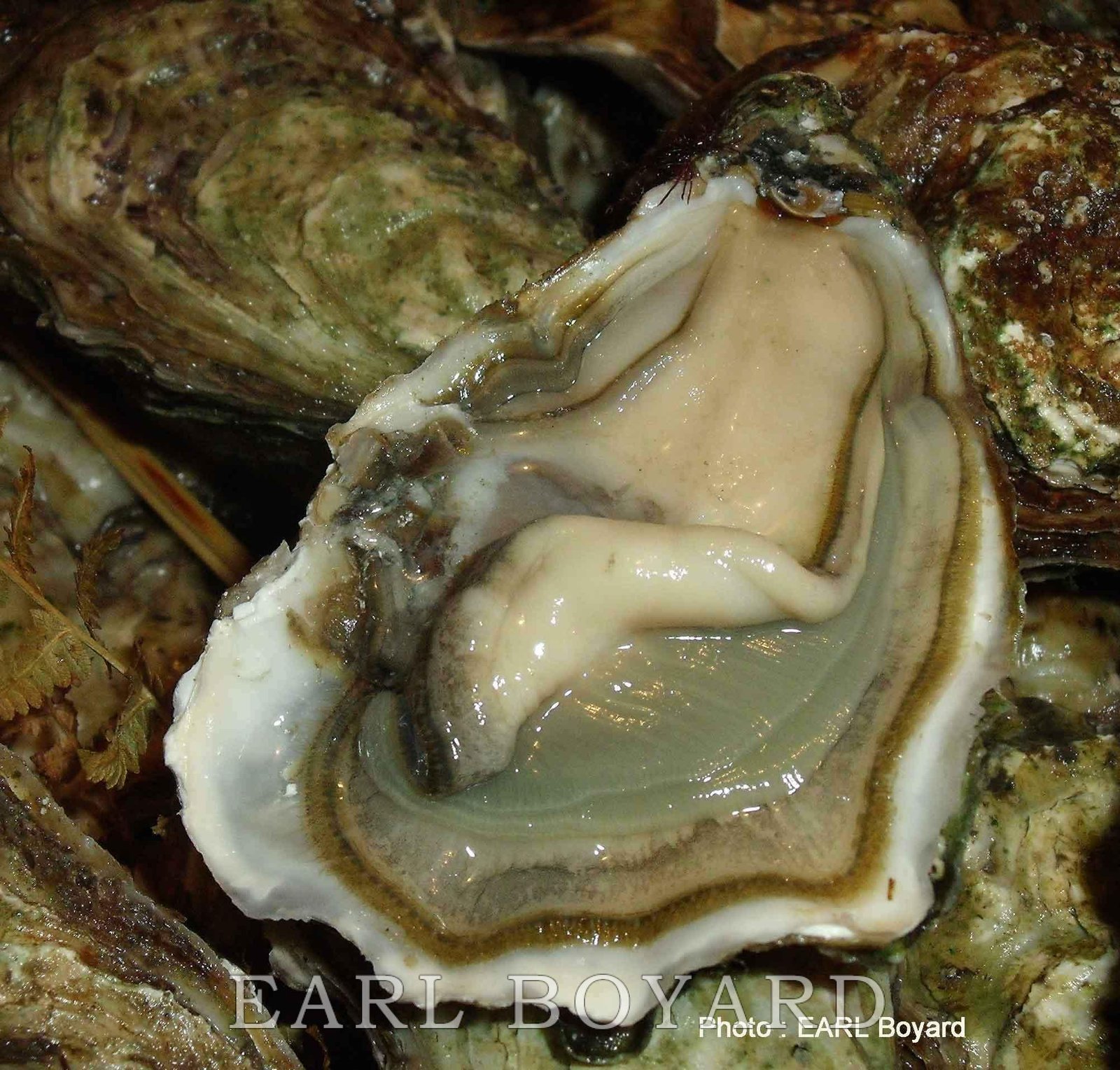 Huitre-Pousse-en-claire